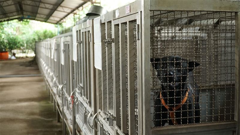 「零安樂死」沒配套　TNVR成隱憂