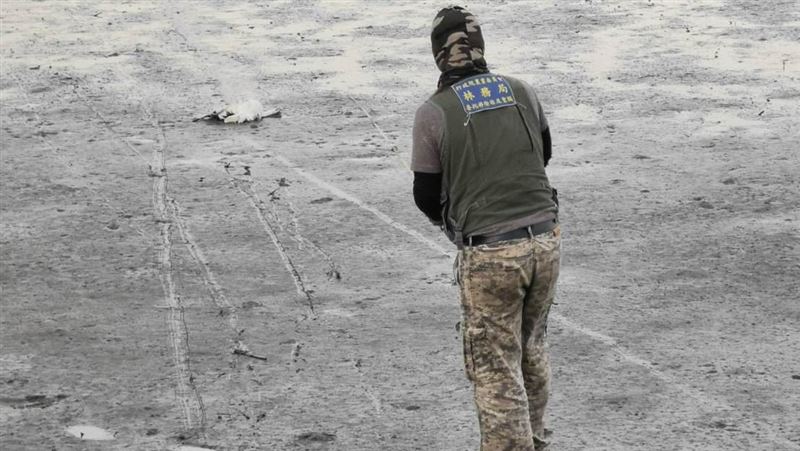 心疼貓被安樂死　律：收養埃及聖䴉？