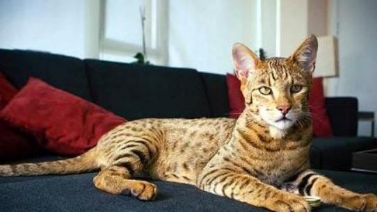 全球最貴「混血貓」！有錢都還買不到