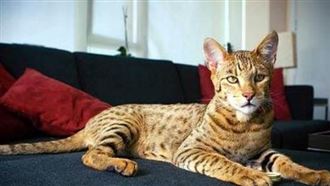 全球最貴「混血貓」！有錢都還買不到