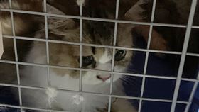 走私動物依法須安樂死　動保團體發聲盼修法海巡署破獲不法私梟走私未檢疫品種貓，當中不乏名貴貓種，防檢局研擬依法人道安樂死。防檢局21日指出，走私貓可能有疫病，不得不安樂死，否則恐將危害國內動物安全。動保團體則認為，走私動物是無辜的，若檢疫後無虞，盼藉修法為牠們提供生存但書。（海巡署提供）中央社記者侯文婷傳真  110年8月21日
