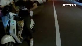 柴犬霸機車0930