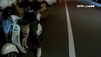 迷路想搭順風車　柴犬跳上機車不走