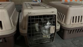 高雄,海巡,查緝隊,貓,俄羅斯藍貓,布偶貓