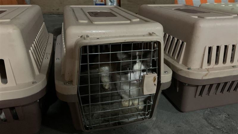 撲殺154走私貓！陳吉仲揭露原因