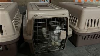 撲殺154走私貓！陳吉仲揭露原因