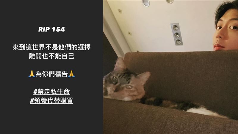 走私貓遭安樂死　廖允杰慟生死不由己