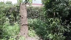 修剪自己種的樹！中國老翁「被罰60萬」　陸網全氣炸（圖／翻攝自央視網微博）