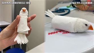 萌鳥被做成「壽司捲」　厭世臉網笑瘋