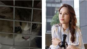走私貓安樂死！張齡予曝「唯一共通結論」嘆：該譴責業者（合成圖／翻攝畫面、張齡予授權提供）