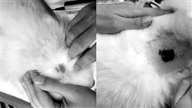 張宗憲愛狗遭咖啡店大狗襲擊，出血縫了好幾十針。（圖／翻攝自張宗憲IG）