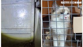 高雄,海巡,查緝隊,貓,俄羅斯藍貓,布偶貓