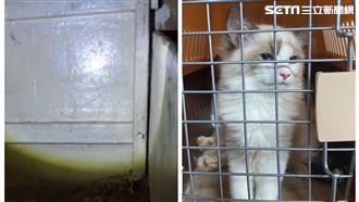 154貓生命最終旅程！神秘密艙曝光