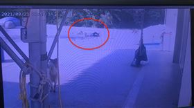 南寮,流浪狗,監視器,跌倒（圖／翻攝畫面）