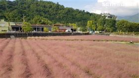 粉黛亂紫草。（圖／農委會提供）