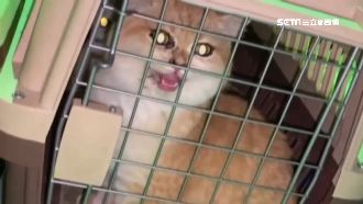 獨／船長6萬交保　付錢神秘婦身分曝