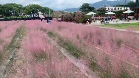 A粉紅草有毒2400