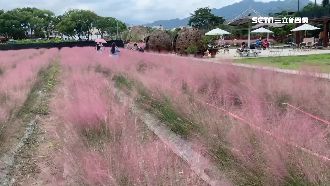 外來種入侵！「粉紅愛情草」遭令移除