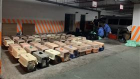 海巡破獲走私250隻品種貓　市價高達1千萬海巡署破獲不法私梟走私未檢疫品種貓，發現62籠寵物攜帶箱，每籠分裝2至6隻大小不等的名貴貓，數量近250隻，包含俄羅斯藍貓、布偶貓、波斯貓、美國短毛貓、英國短毛貓等各式名貴貓種，價值高達新台幣1000 萬元。（海巡署提供）中央社記者侯文婷傳真  110年8月21日