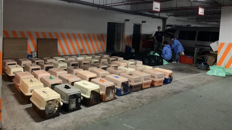 走私貓安樂死手法曝　獸醫師邊哭邊做