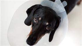 PetTalk：說寵物名家使用