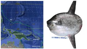 翻車魚(農委會提供)