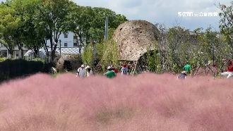 美景將被剷　粉紅愛情草竟列「有害」