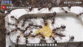 榴槤荔枝一起餵螞蟻　完食速度超懸殊