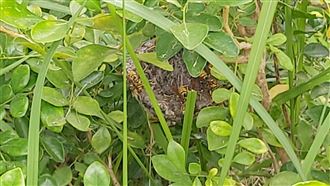 零確診更要小心 　民俗專家曝關鍵