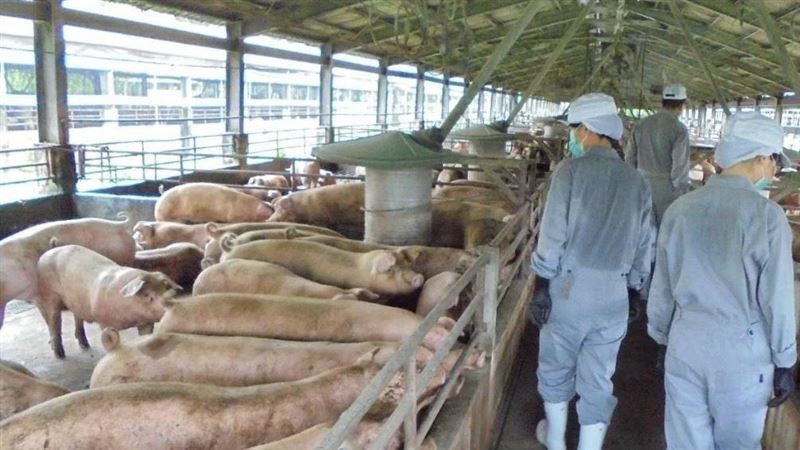 非洲豬瘟快殺進來了！檢舉給120萬