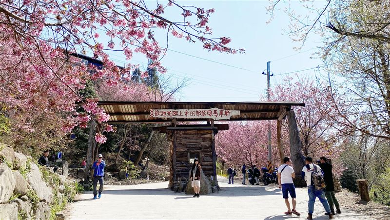 「上帝部落」櫻花季　訂房開搶時間曝