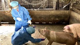 非洲豬瘟,高雄市,稽查,化驗