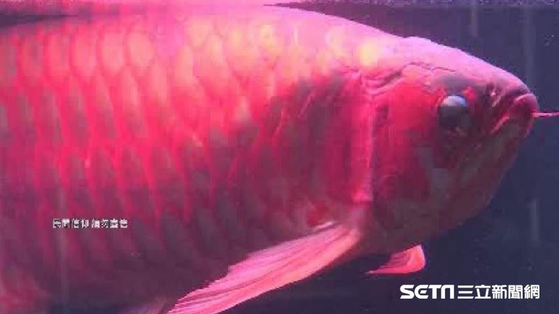 同事餵死「老闆風水魚」　靠這句翻身