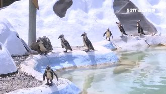 另類國慶！「交響樂團」演奏給動物聽