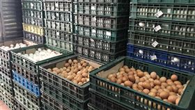 農委會：國內雞蛋產能創新高　民眾無需搶購農委會14日指出，近期國內整體雞蛋產能增加，達產蛋高峰，每天供應量已有12萬5千箱，再創歷史新高，充足無虞，且價格持穩，呼籲民眾不需要搶購囤積。（農委會提供）中央社記者楊淑閔傳真  110年5月14日