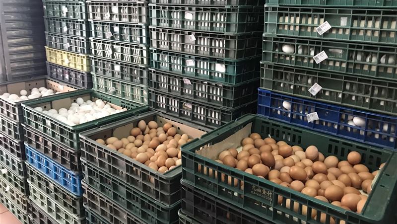 籲改用非籠飼雞蛋　業者：逐步調整中