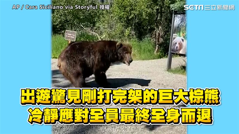 驚見剛打完架的熊　冷靜應對全身而退