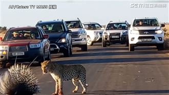 豪豬與豹當街對槓　一排車近距離觀賽