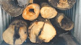 林男涉盜賣牛樟木遭檢警查獲。（圖／翻攝畫面）