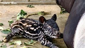 圖／動物園提供,馬來貘寶寶，