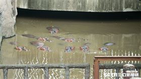hippo(記者陳弋攝影)