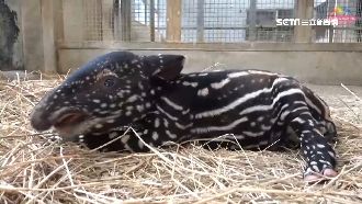 替貘寶取名！「視網貘」讚數暫居第1