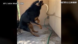 狗遇蛇闖入庭院　竟用嘴大口咬住拋飛