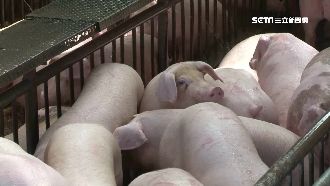 非洲豬瘟襲台　豬價驚人屢創新高