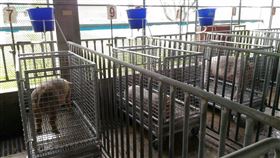 豬舍/養豬/豬農(農委會提供)