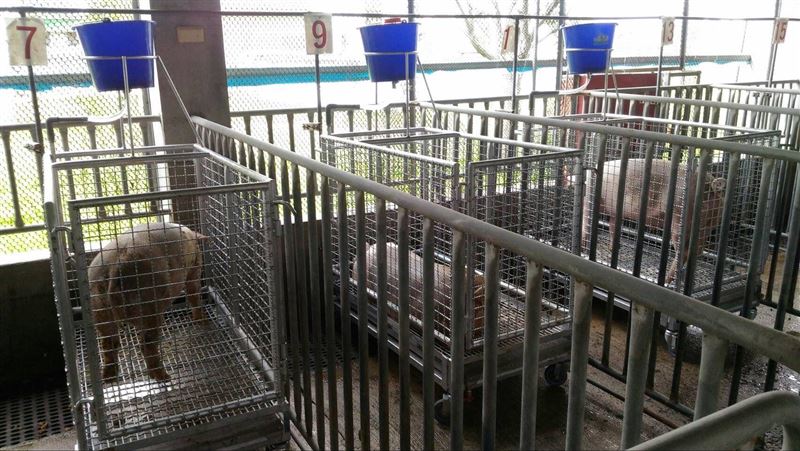 又爆3養豬場違法用廚餘　挨罰3萬元