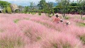 南投集集鎮粉黛亂子草限期1週移除南投縣集集鎮一處農地種植有害雜草粉黛亂子草供遊客參觀，除違反植物防疫，也不符合土地使用管制規定，南投縣政府23日以最速件發函要求業者限期一週移除。（民眾提供）中央社記者蕭博陽南投縣傳真  110年8月23日