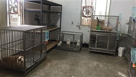 走私,安樂死,品種貓,名犬,犬舍,寵物產業鏈