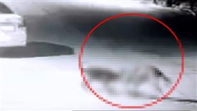 陸2惡犬連襲2童！撲女童「狂咬20分鐘」　駭人畫面曝光（圖／翻攝自巴士的報）