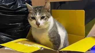 虎斑貓茶茶被潑熱水…撐11天離世